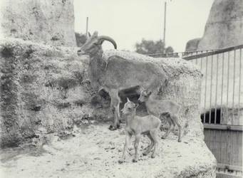 Barbary schapen met twee jongen op Mappin Terrassen, London Zoo, juni 1916